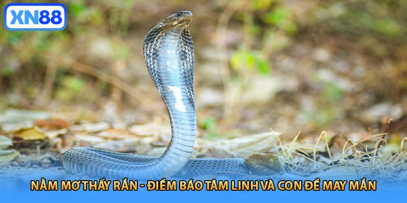 Nằm Mơ Thấy Rắn