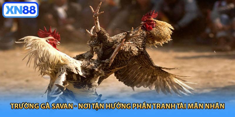 Trường Gà Savan
